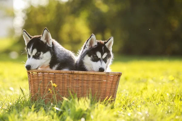 Dois filhote de cachorro husky em uma cesta — Fotografia de Stock